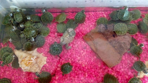 Pet Store «Hillcrest Farms Pet Shop», reviews and photos, 629 S Broadway St, McComb, MS 39648, USA