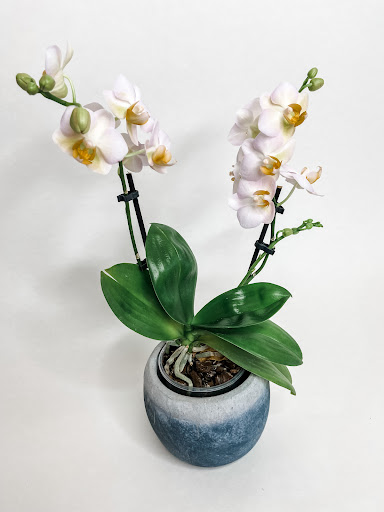 Blue Blossoms image