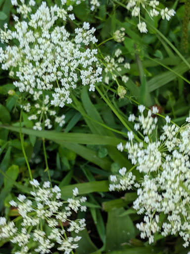 Tourist Attraction «The Gorge - A Zipline Canopy Tour», reviews and photos, 166 Honey Bee Dr, Saluda, NC 28773, USA