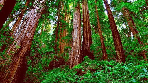 361 S Main St, Willits, CA 95490, USA