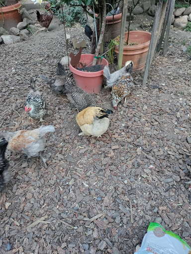 Mill Valley Chickens