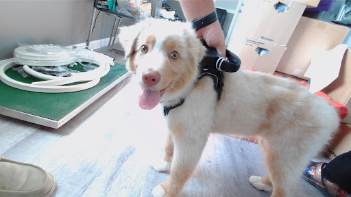 Rock Vet Animal Hospital image