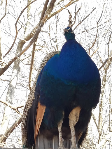 Zoo «Animal World & Snake Farm Zoo», reviews and photos, 5640 Interstate 35 Frontage Rd, New Braunfels, TX 78132, USA