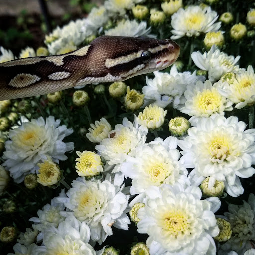 Reptile Store «Cleveland Reptile Show», reviews and photos, 17250 Hummel Rd, Brook Park, OH 44142, USA