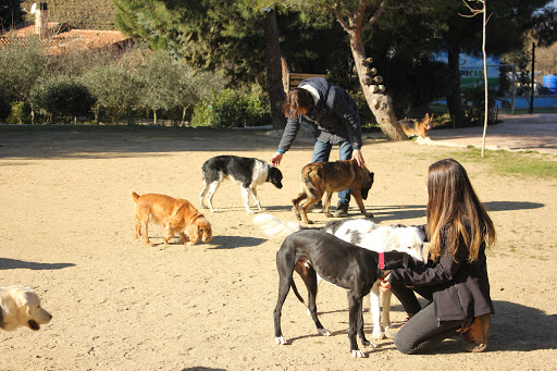Educación Canina En Madrid - Tecnican