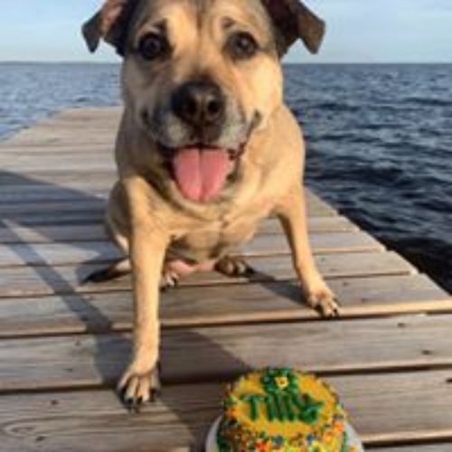 Pet Supply Store «3 Dogs and a Chick», reviews and photos, 130 Miracle Strip Pkwy SE, Fort Walton Beach, FL 32548, USA