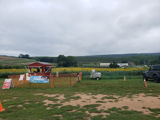 Tourist Attraction «Sunflower Maze», reviews and photos, South St, Middlefield, CT 06455, USA