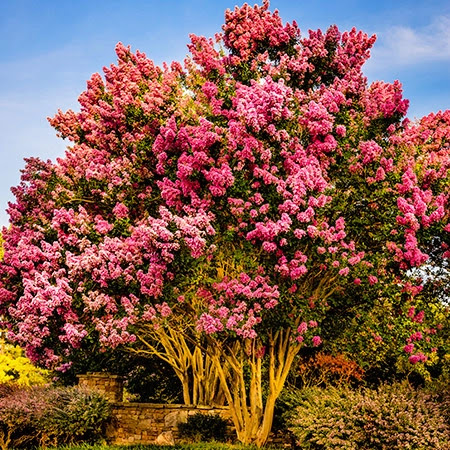 Grocery Store «ACME Markets», reviews and photos, 400 Simpson Dr, Chester Springs, PA 19425, USA