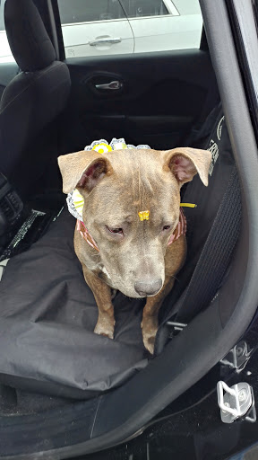 Pet Supply Store «Bully Zone Pet Supplies & Pet Grooming», reviews and photos, 1409 McCarter Hwy, Newark, NJ 07104, USA