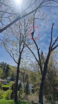 Orion Tree Services - Photo 3 - Car repair in Chenango, NY, Binghamton