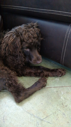 Car Dealer «Boardwalk Motorcars», reviews and photos, 13359 Miller Rd, Walker, LA 70785, USA