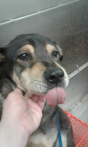 Pet Supply Store «Petco Animal Supplies», reviews and photos, 175 Grandview Blvd #600, Madison, MS 39110, USA