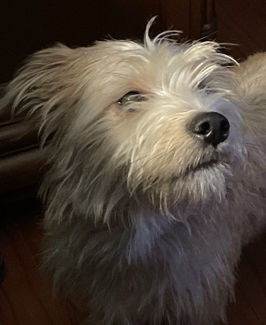 Pet Supply Store «Petco Animal Supplies», reviews and photos, 1121 5th St, Miami Beach, FL 33139, USA