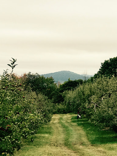 Winery «Furnace Brook Winery», reviews and photos, 508 Canaan Rd, Richmond, MA 01254, USA