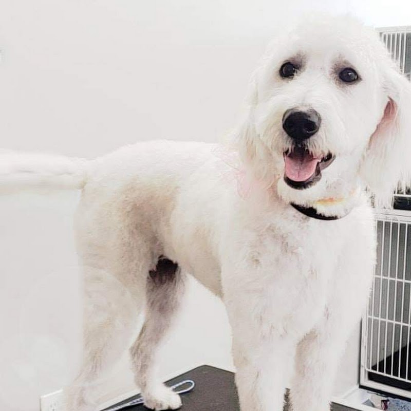 Life is Ruff without a Groomer, Pet Salon