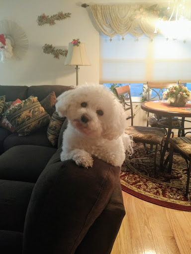 Pet Store «Village Pet Shop», reviews and photos, 701 N Black Horse Pike, Williamstown, NJ 08094, USA