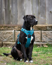 Sniff Squad Pet Concierge - Photo 3 - Car repair in , Portland