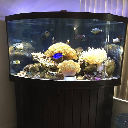 Tropical Fish Store «Aqua Mart Aquariums», reviews and photos, 1620 S Washington Ave, Titusville, FL 32780, USA