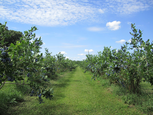 Blueberry Ranch