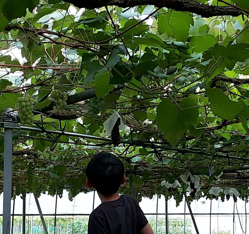 こんのぶどう園