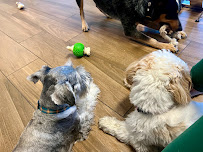 Vivi's Dogs - Photo 1 - Car repair in San Diego, CA, Chula Vista