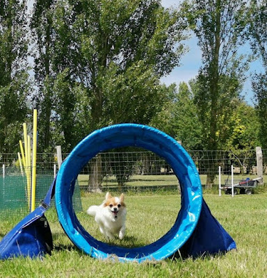 Club Les Corsaires Canins à Saint-Coulomb