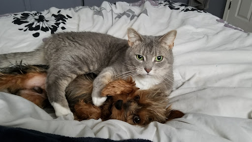 28422 Five Mile Road, Livonia, MI 48154, USA