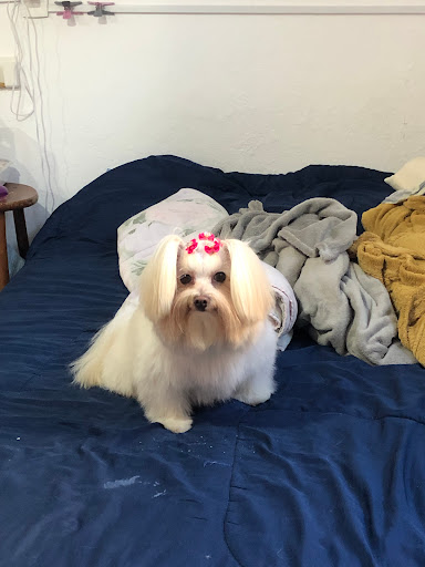 VetLife em São Paulo - SP