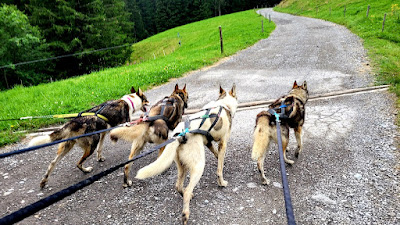 3D NORDIC, chiens de traîneau à Flumet
