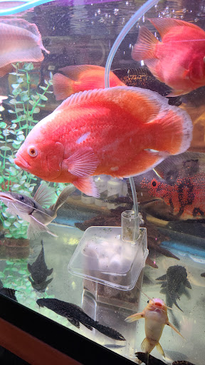 Pet Supply Store «New Lucky Fish Aquarium & Pet Supply», reviews and photos, 4818 8th Ave, Brooklyn, NY 11220, USA