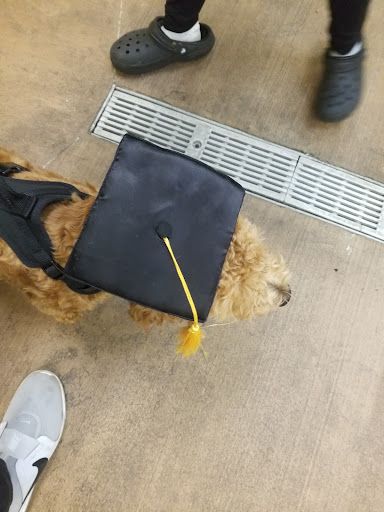 Pet Supply Store «PetSmart», reviews and photos, 2160 Jericho Turnpike, Commack, NY 11725, USA