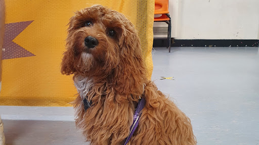 Dogs Trust Dog School Manchester West