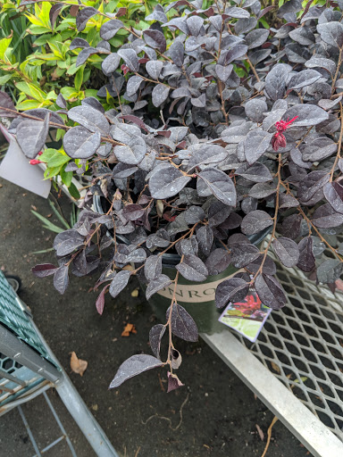 Hardware Store «Orchard Supply Hardware», reviews and photos, 2245 Gellert Blvd, South San Francisco, CA 94080, USA