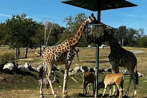 Zoo Safari - Pombia (no) image