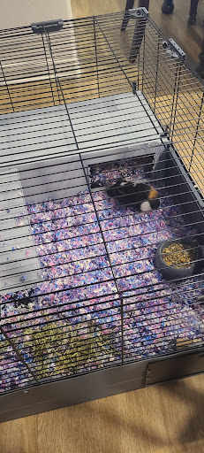 Pet Supply Store «PetSmart», reviews and photos, 6060 Long Prairie Rd, Flower Mound, TX 75028, USA