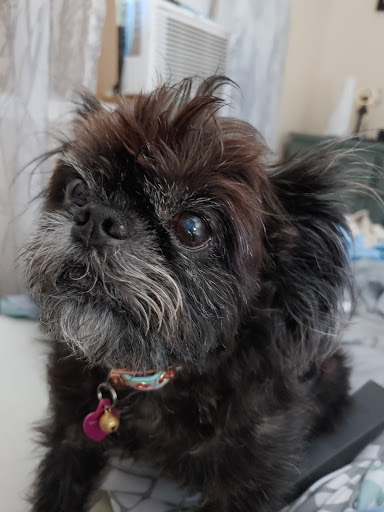 Pet Supply Store «PetSmart», reviews and photos, 316 NE 78th St, Vancouver, WA 98665, USA