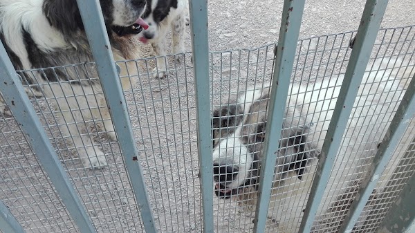 Guarderia Canina Pagoa