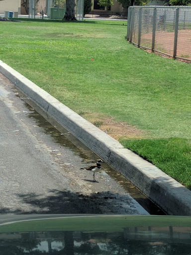 Park «Potosi Park», reviews and photos, 2750 Mohawk St, Las Vegas, NV 89146, USA