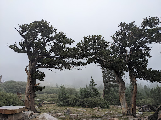 Nature Preserve «Mount Goliath Natural Area», reviews and photos, Mt Evans Rd, Evergreen, CO 80439, USA