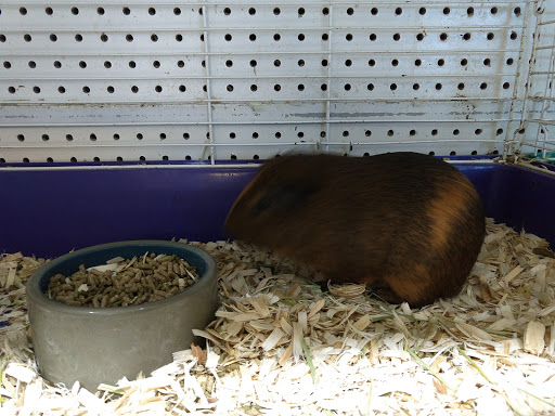 Pet Store «Pet Cove», reviews and photos, 820 E Center St, Kingsport, TN 37660, USA