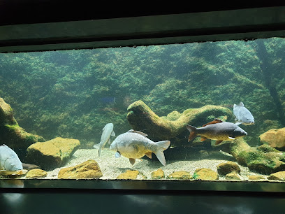 Aquarium-Muséum Universitaire de Liège