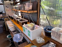 メダカ無人販売 はるひでメダカ
