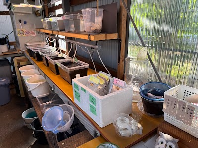 メダカ無人販売 はるひでメダカ