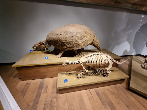 Museum «The Field Museum», reviews and photos, 1400 S Lake Shore Dr, Chicago, IL 60605, USA