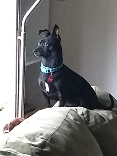 Pet Supply Store «PetSmart», reviews and photos, 534 US-441, Lady Lake, FL 32159, USA