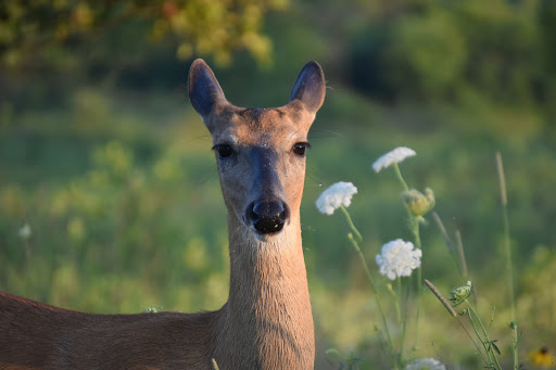 Nature Preserve «Greenbelt Forest Preserve», reviews and photos, 1110 S Green Bay Rd, North Chicago, IL 60035, USA
