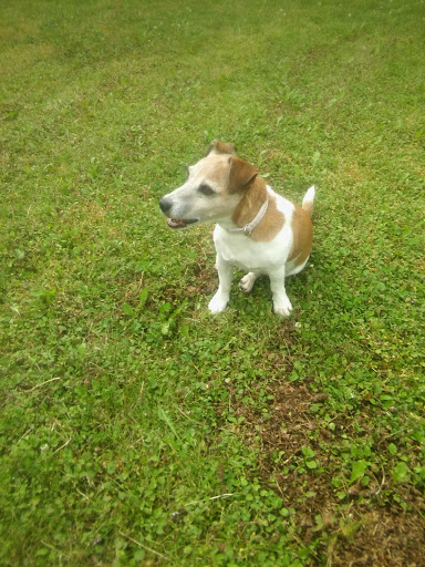 Roger Wagner veterinarian unter Karben, Hessen