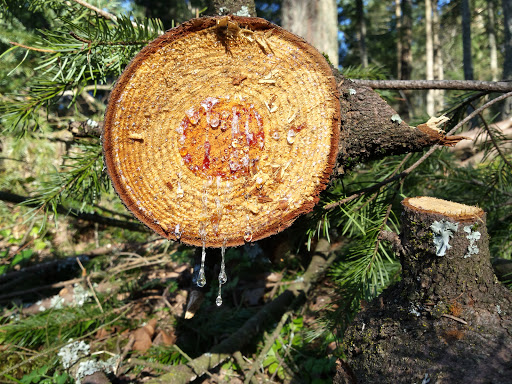 Park «Mount Talbert Nature Park», reviews and photos, 10945 SE Mather Rd, Clackamas, OR 97015, USA