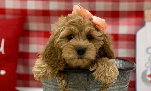 Pet Store «Happiness Is Pets», reviews and photos, 15 W Golf Rd, Arlington Heights, IL 60005, USA