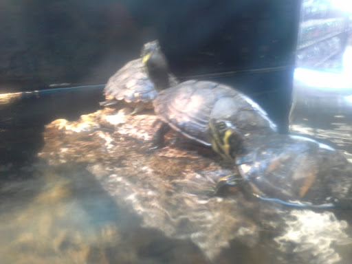 Pet Supply Store «Petco Animal Supplies», reviews and photos, 1052 Williams Reserve Blvd, Wadsworth, OH 44281, USA